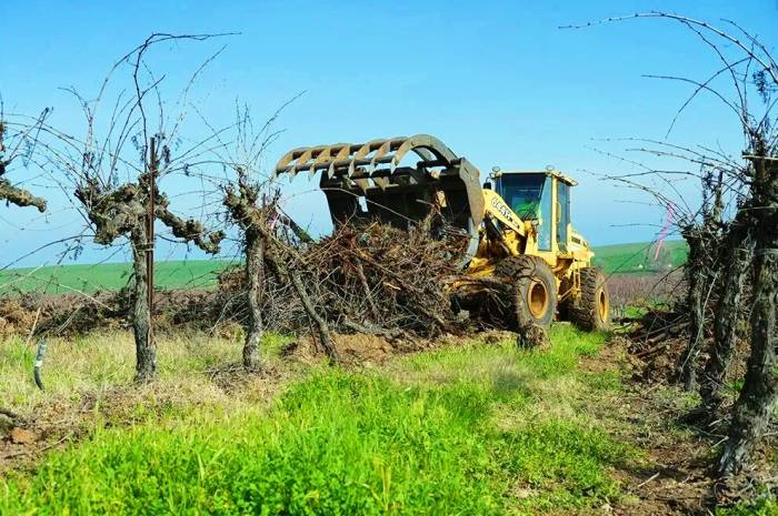 California Grape Growers Accelerate Vineyard Removals as Wine Oversupply Persists