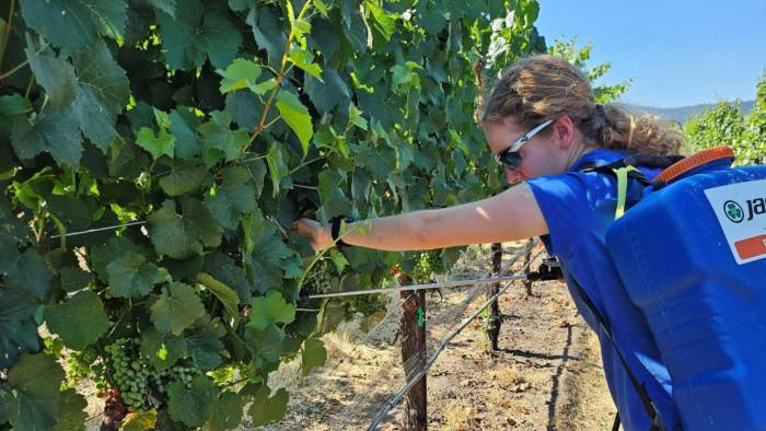 Oregon Scientists Develop Spray-On Coating to Shield Wine Grapes from Wildfire Smoke