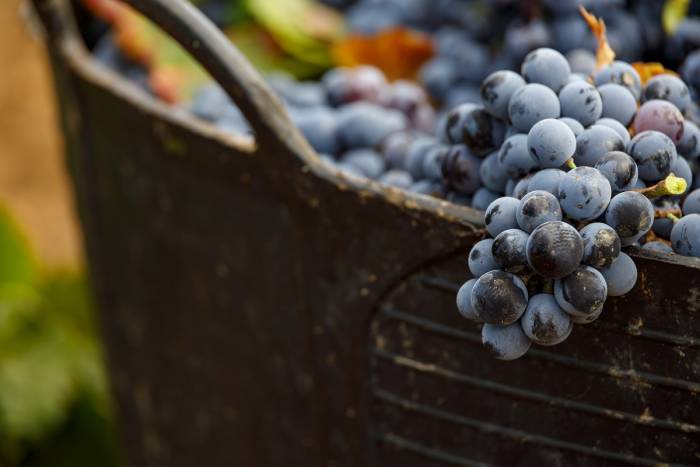 La superficie de viñedo en la DO La Mancha baja un 1,47% pero sigue liderando Europa