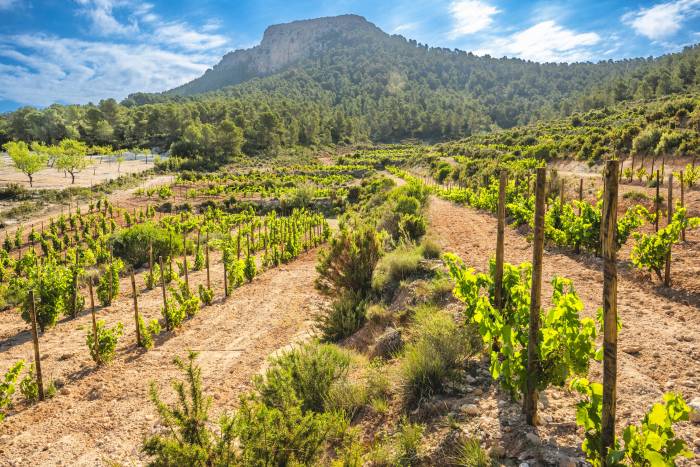 La DO Valencia alcanza los 99 puntos Parker y sitúa 60 vinos por encima de los 90