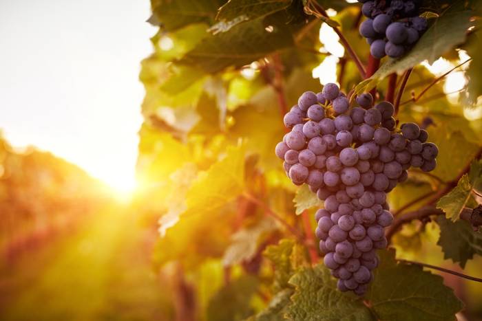 California Winegrape Growers Push Lawmakers for New Protections Amid Rising Costs