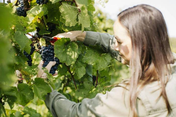 Cornell Scientists Prepare to Release Disease-Resistant Grape Hybrids for Northeastern Vineyards