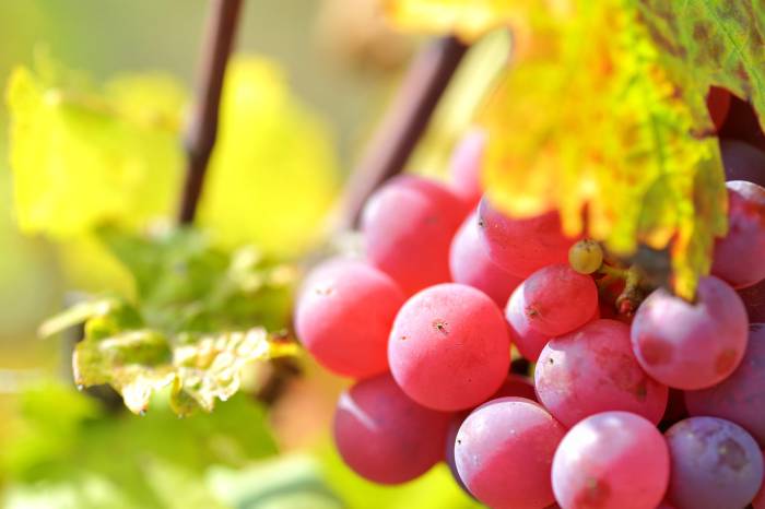 Lidio Carraro Winery Reports Promising Start to 2026 Grape Harvest in Brazil