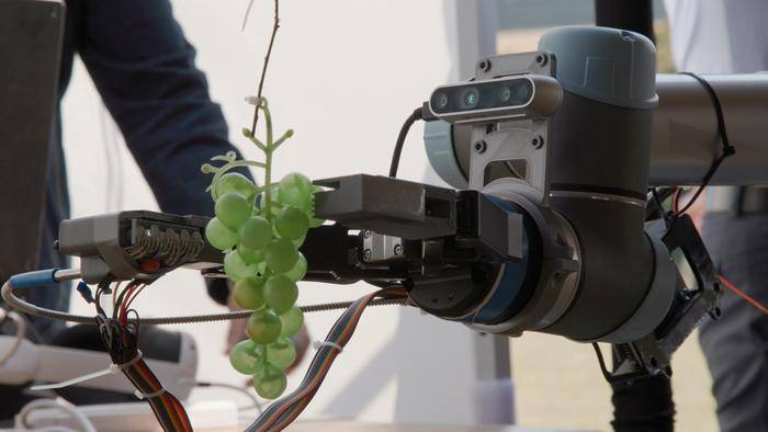AI-Powered Sensor Instantly Measures Grape Ripeness in Vineyards
