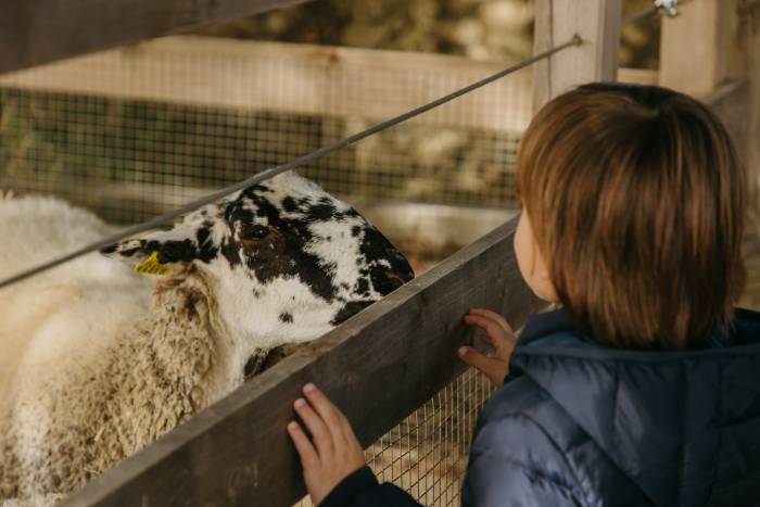 Familia Torres organiza una jornada familiar sobre ovejas y viticultura regenerativa en Mas La Plana