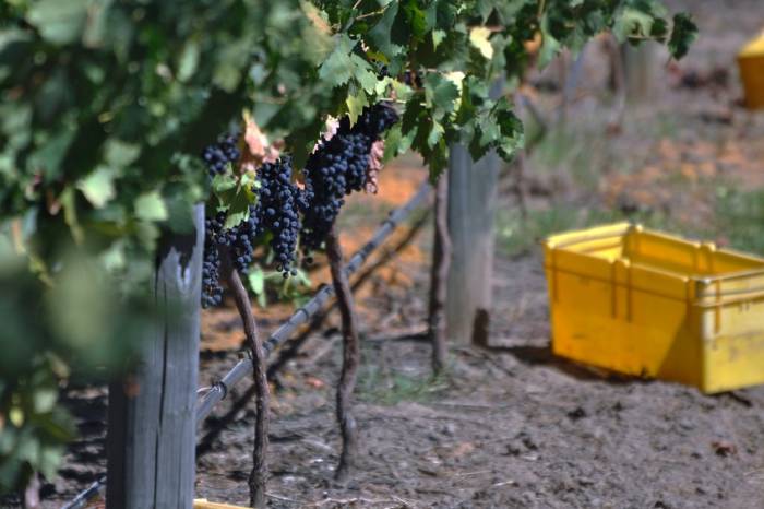 Australian Vintage Reports 1.7% Sales Decline as Restructuring Costs Weigh on Earnings