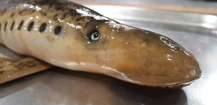 La lamprea del Miño, el pez prehistórico que solo se puede degustar durante unas semanas al año