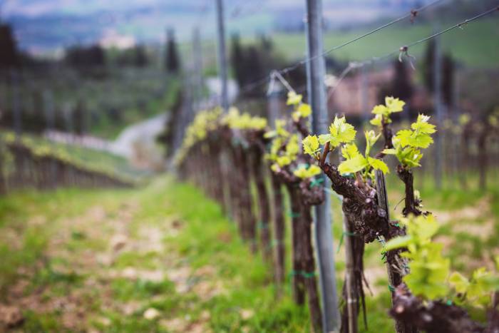 España lidera la superficie ecológica en la UE y multiplica por nueve sus exportadores de vino ecológico desde 2015