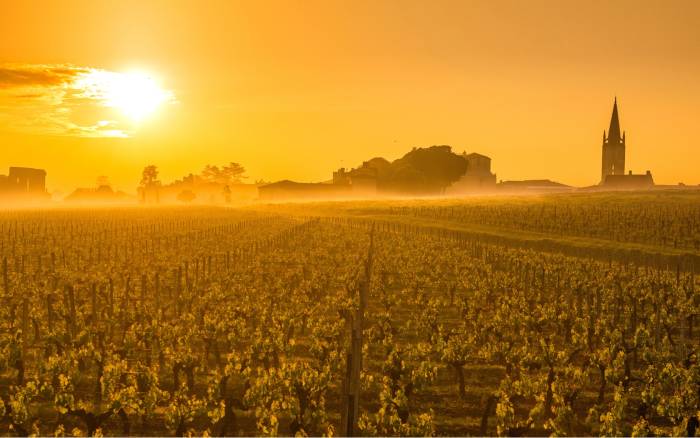 Bordeaux Winegrowers Face Financial Ruin as Exports to China Plummet