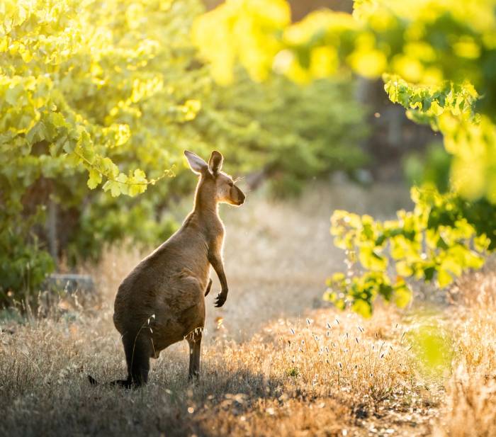 Wine Australia Launches National Vineyard Register to Track Plantings Across Country