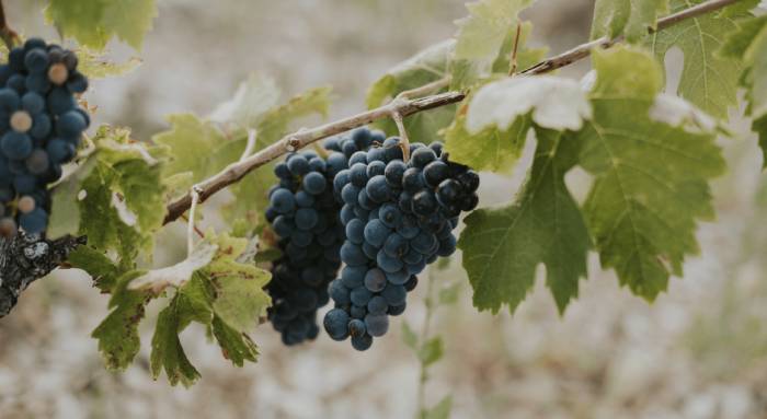 Wine Industry Unveils First Global Data on Soil Carbon Sequestration Efforts