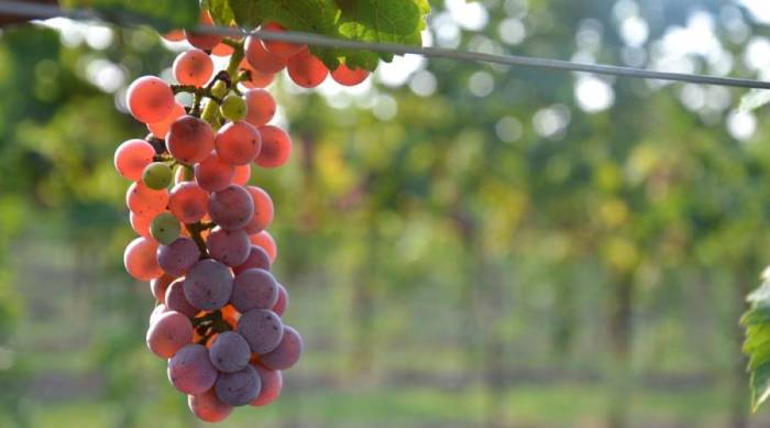 Santa Catarina Researchers Launch Fine Wines Made From Disease-Resistant Grapes