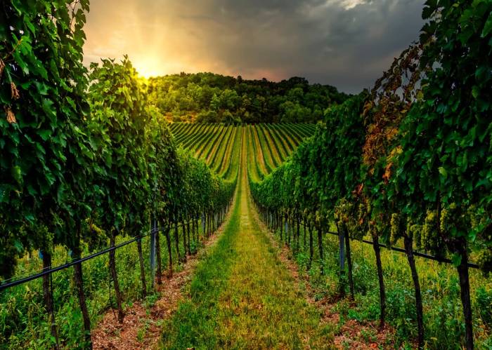American Wineries Slash Emissions by Switching to Lighter Bottles and Greener Practices
