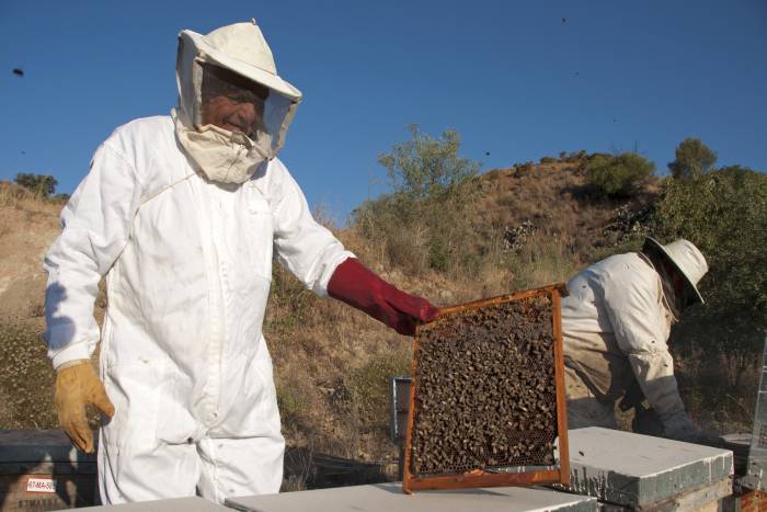 La DOP Miel de Málaga se une a Origen España, que ya agrupa el 91% del valor de las IIGG