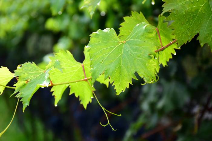 España lidera la producción mundial de vino ecológico pero la normativa europea siembra confusión