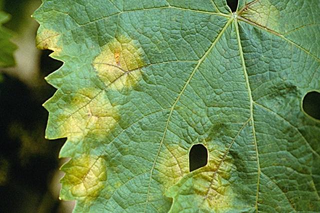 French Vineyards Face Widespread Fungicide Resistance in 2026, Report Warns