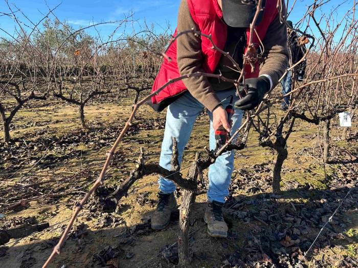 El IV Concurso de poda de viñedos reúne a 40 participantes en la DOP Condado de Huelva