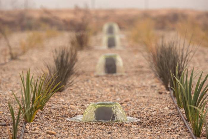 Raimat inaugura la mayor depuradora natural por gravedad de Europa en sus viñedos de Lleida
