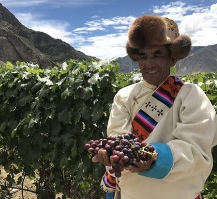 Tibetan Plateau’s 3,700-Meter Vineyards Export Wine for First Time, Generating $110 Million Industry Revenue