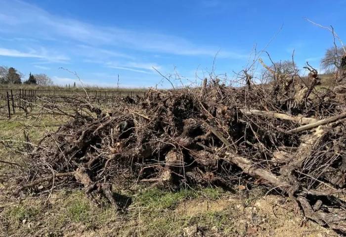 France Plans 130 Million Euro Vine Removal, Targeting 32,500 Hectares Amid Surging Applications