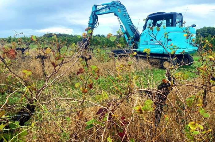 France Plans to Uproot 32,500 Hectares of Vineyards by 2026 Amid Union Backlash