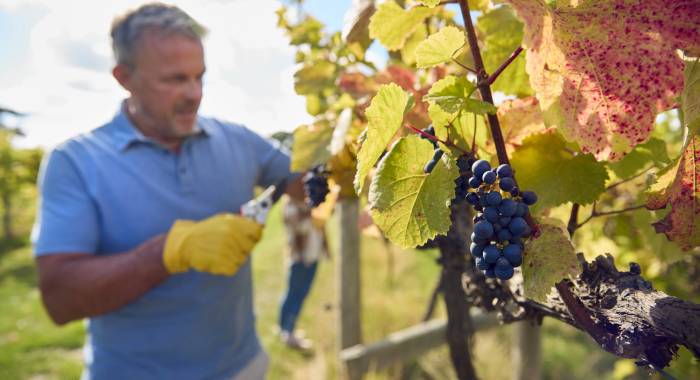 Global Wine Consumption to Hit Historic Low of 214 Million Hectoliters in 2025