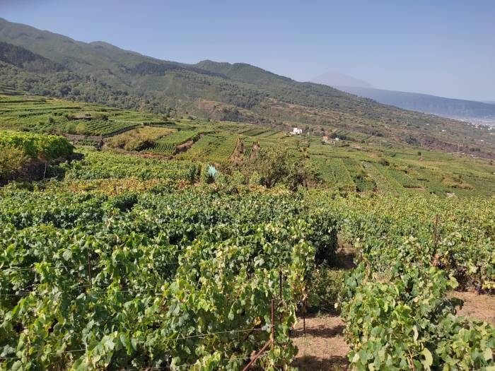 El Consejo Regulador de Tacoronte-Acentejo respalda la gestión de la filoxera en Canarias