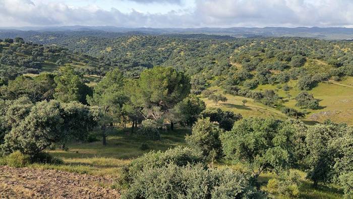 La certificación PEFC suma hasta 25 puntos en las nuevas ayudas forestales de Andalucía