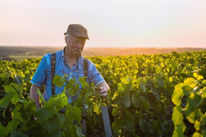 French Winegrowers Face Higher Social Security Base as 26 Percent Flat Deduction Replaces Previous Allowances