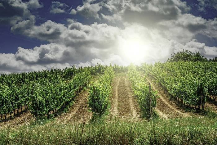 AWRI Review Highlights UV-C Light as Fungicide Alternative and 765+ Digital Journals for Australian Wine Industry