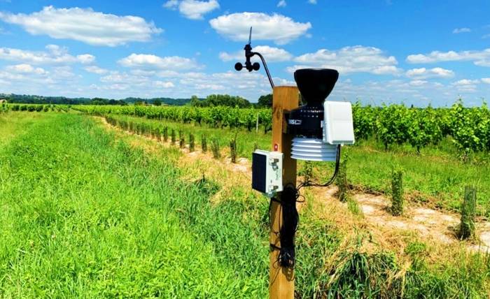 French and Italian Vineyards Harness AI and IoT to Combat Climate Risks and Boost Wine Quality