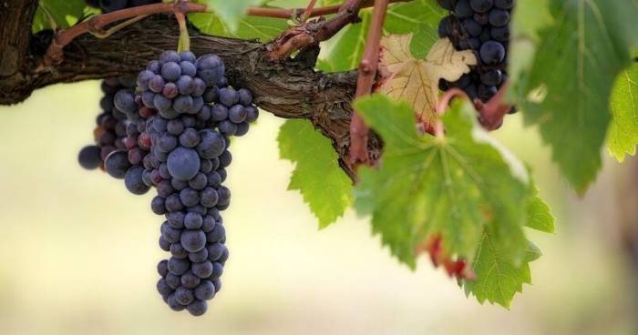 Portugal’s Wine Production Plunges 20% to Decade Low Amid Extreme Weather