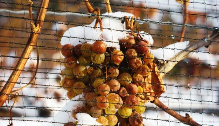 Rare January Freeze Revives Croatia’s Ice Wine Harvest After Years of Warmer Winters