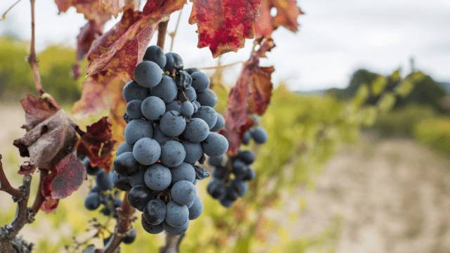California Faces Smallest Wine Grape Harvest in Nearly Half a Century