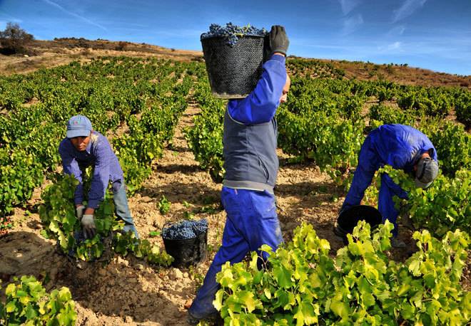 La presión del campo logra blindar los productos agrícolas más sensibles en el acuerdo comercial entre la UE y la India