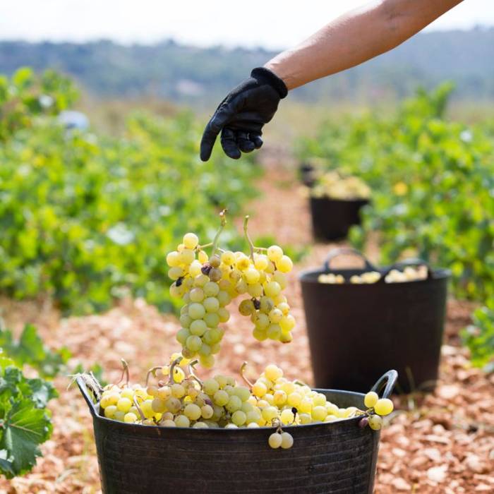 Catalunya pide reactivar la cosecha en verde para frenar la crisis del vino en 2026