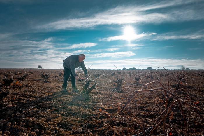 La poda invernal en La Mancha clave para la calidad tras una vendimia 2025 de uva excelente pero escasa