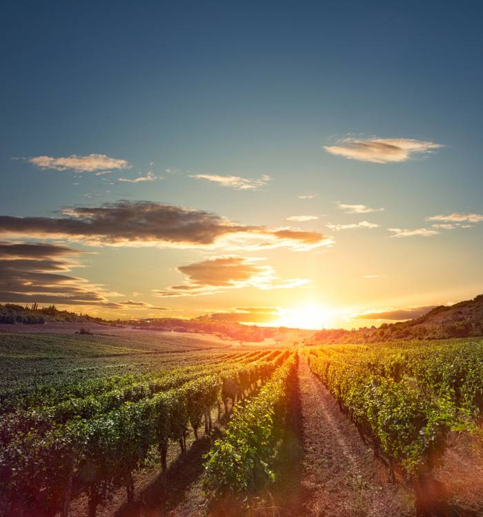 European Wine Production Drops 7 Percent as New E-Learning Platform Targets Sustainability Gaps