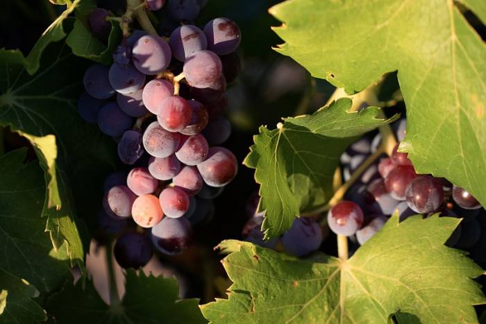 Rhône Valley Wine Producers Unite on Sustainability Pact Amid Economic Pressures