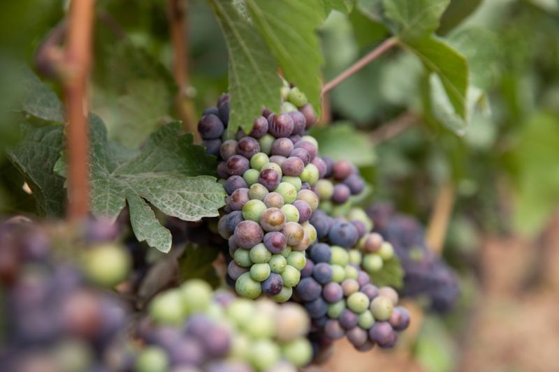 Les ventes mondiales de vin ont reculé de 5 % en 2025, accentuant la prudence sur le marché du vrac