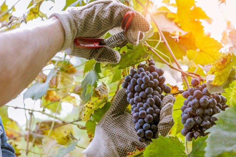 Australias Winegrape Harvest Fell to Its Smallest Level in More Than 25 Years