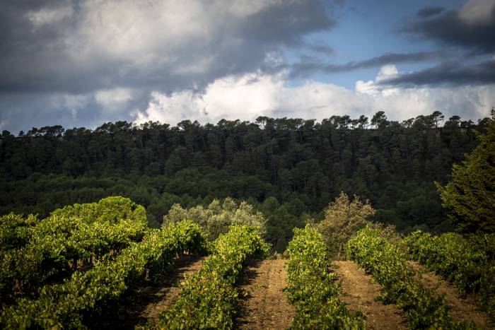 Corpinnat reivindica el papel del viñedo como freno natural ante los incendios forestales