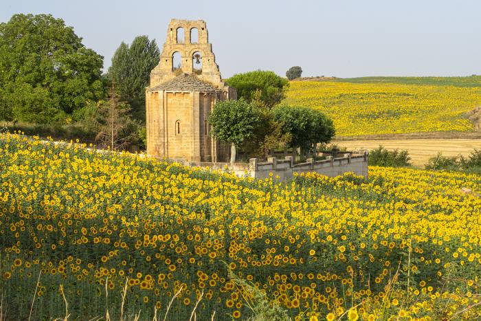 La Bureba convierte la floración del girasol en uno de los grandes reclamos del verano burgalés