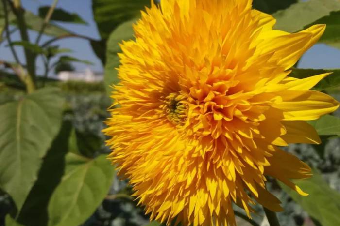 Gamberro recupera en Zaragoza la alcachofa girasol del navazo andaluz