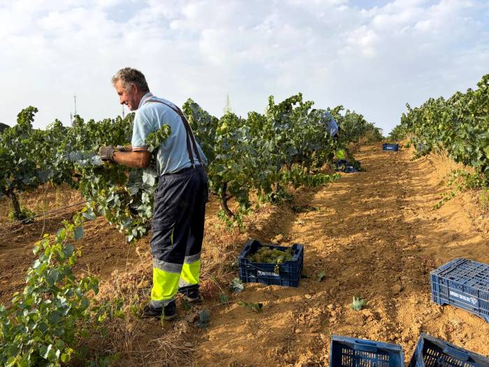 El Condado de Huelva abre la vendimia con una Moscatel en muy buen estado sanitario
