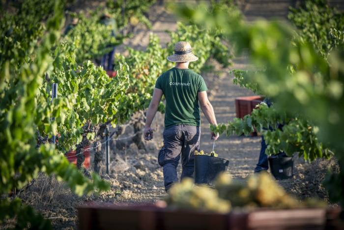 Corpinnat adelanta la vendimia a julio por primera vez en el corazón del Penedès