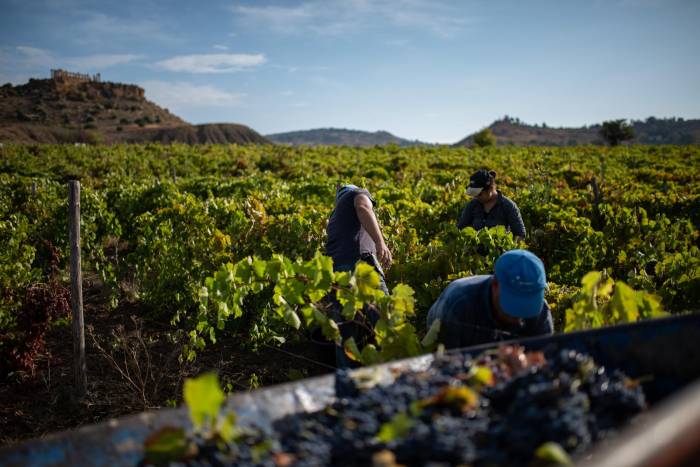 La vendimia de Sicilia arranca con casi cien días de recogida por toda la isla