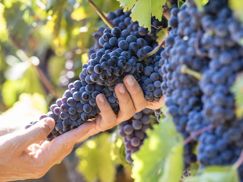 Sicilia inicia una vendimia con previsión de vinos de alta calidad