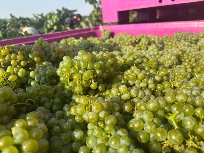Somontano abre la vendimia con una previsión de hasta 15,5 millones de kilos de uva