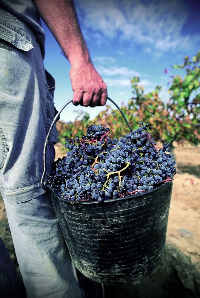 Australia Pledges A$3.5 Million to Rescue South Australias Wine Industry